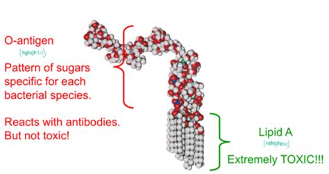 Pathogenesis Flashcards | Quizlet