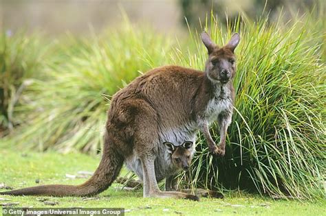 Kangaroo attacks and KILLS a man in Western Australia | Daily Mail Online