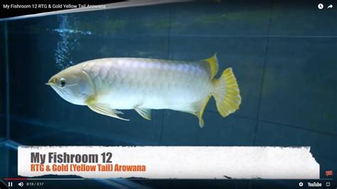 Red Tail Gold And Gold Yellow Tail Arowana F12 Youtube