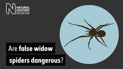 Are False Widow Spiders Dangerous Youtube