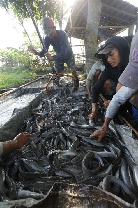 Harvest Catfish Editorial Photo Image Of Central Food 39548366