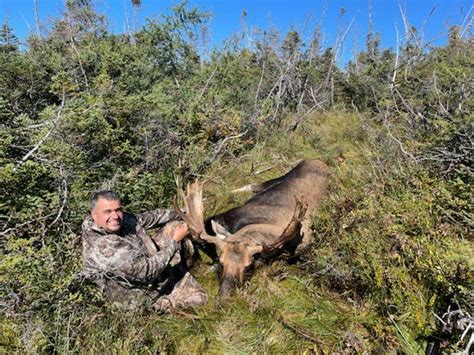 Moose Gallery Caribou Cove Outfitters Big Game Hunting In