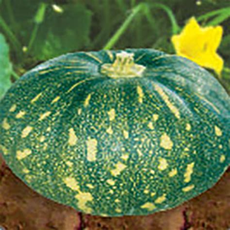 Hybrid F1 Pumpkin Dev Agro Seed