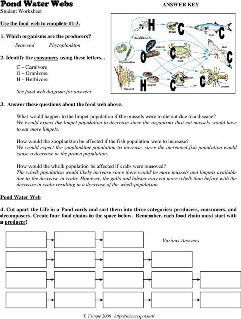 Bill Nye Food Web Worksheet Food Web Worksheet Food Chain Worksheet