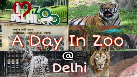 चिड़ियाघर के नज़ारे Delhi Zoo National Zoological Park Delhi