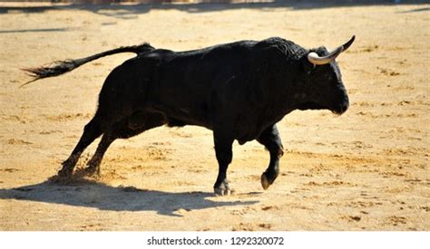 Bull Big Horns Stock Photo 1292320072 | Shutterstock