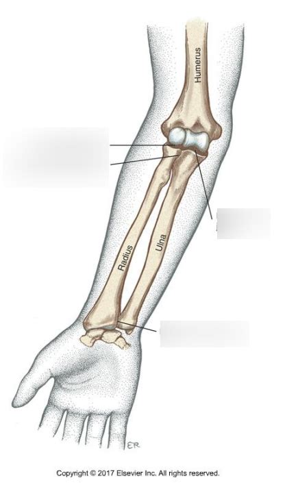 Joints Of The Elbow And Forearm Diagram Quizlet