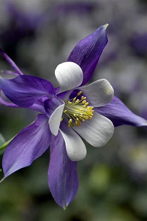 Buy Krigami Deep Blue White Columbine Free Shipping Wilson Bros