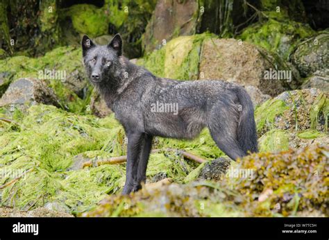 Vancouver Island Grey Wolf Canis Lupus Crassodon Dark Morph Vancouver