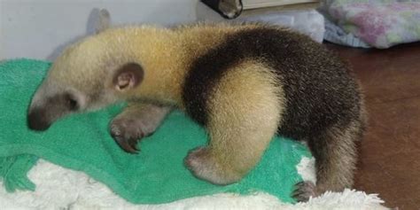 Filhote De Tamandua - Filhote de tamanduá-mirim, encontrado sozinho perto de re...