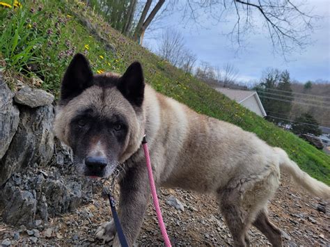 awsom animal shelter 11