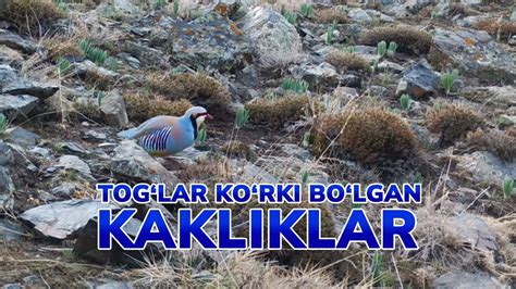 Toglar Korki Bolgan Kakliklar Youtube