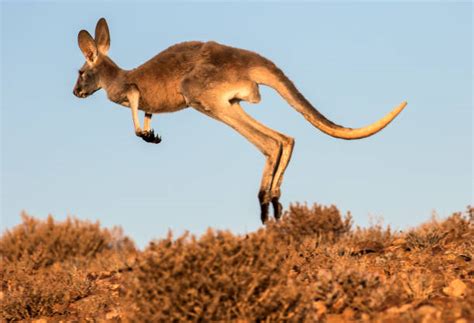 Kangaroos Hop Stock Photos Pictures And Royalty Free Images Istock