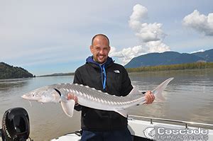 April Sturgeon Fishing Tips - Cascade Fishing Adventures