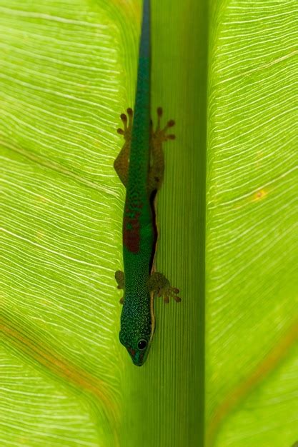 Premium Photo Close Up Of Green Lizard On Leaf