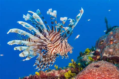 Great Barrier Reef Fish | Lady Musgrave Island | Day Tours