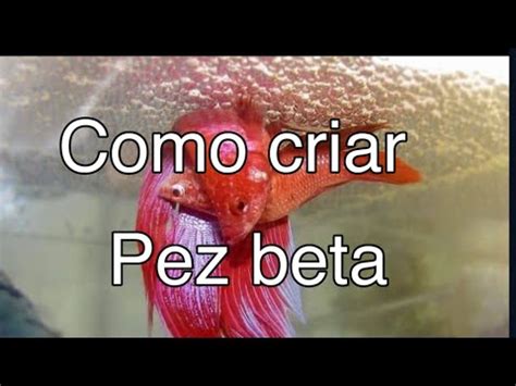 Como Criar Peces Beta Para Principiantes YouTube