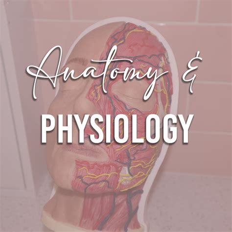 Level 3 4 Anatomy And Physiology Girl Boss Academy