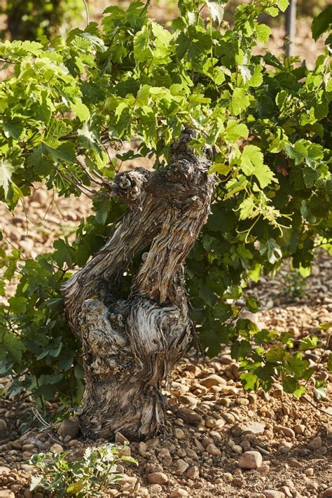 BODEGA MENADE VINOS ECOLÓGICOS EN RUEDA Bodegas Menade