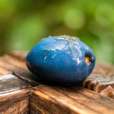 20 Naturally Blue Fruits Foods List Insanely Good