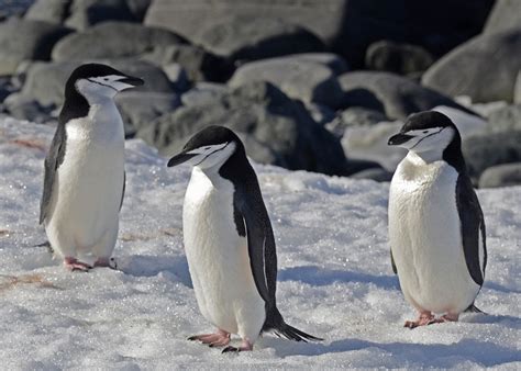 Chinstrap Penguin Facts, Habitat, Diet, Predators, Pictures