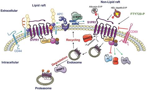 Sphingosine Phosphate Lipid Signaling In Pathology And Therapy Science