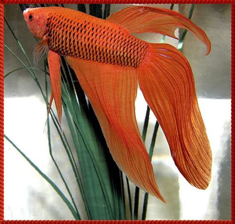 Should Betta Fish Breeders Stop Breeding Veil Tail Bettas? - Fish Care