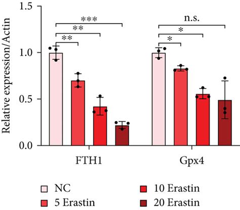 The Protective Effect Of Tf On Erastin Induced Ferroptosis In Cultured