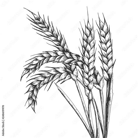 Wheat Ear Spikelet Engraving Vector Illustration Scratch Board Style