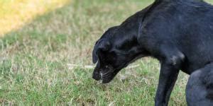 Qu Tan Contagiosa Es La Giardia De Perros A Humanos