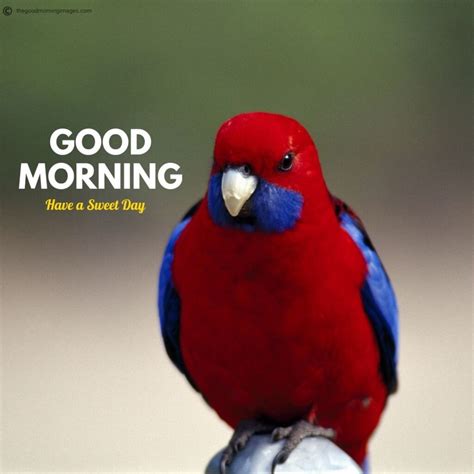 50 Best Good Morning Birds Images To Wish Anyone 2020