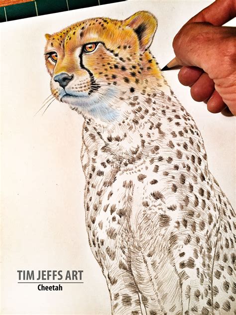 How To Draw A Cheetah Using Coloured Pencils Realistic