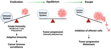 Interactions Between The Immune System And Tumor Cells Can Determine