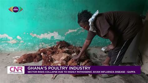 Poultry Industry At Risk Of Collapse Because Of Highly Pathogenic Avian