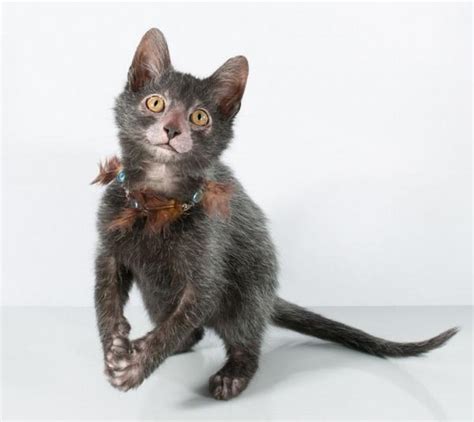 Lykoi or Cat Wolf: Breed Personality, Behavior Facts and ...