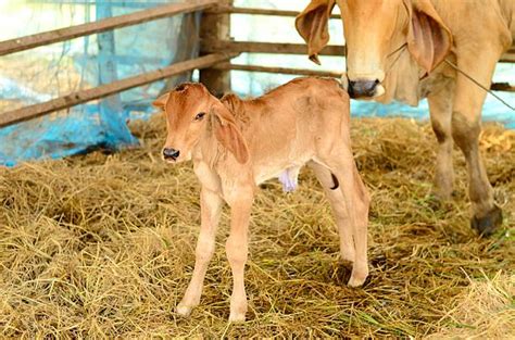 Ugly Cow Pictures Images And Stock Photos Istock