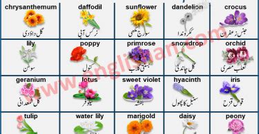 Flowers Name In Urdu And English With Pictures Best Flower Site