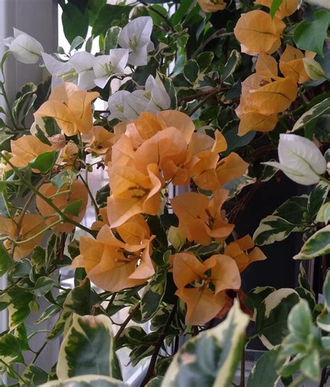 Bougainvillea California Gold, Bougainvillea Panda в 2023 г