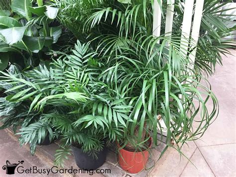 Palm Plant Care And Complete Indoor Growing Guide Get Busy Gardening