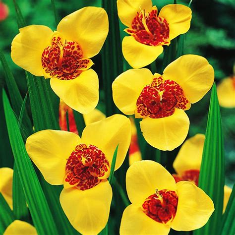 Tigridia (Tygrysówka) Aurea 10 szt. | SPRING FLOWER BULBS \ Tigridia ...