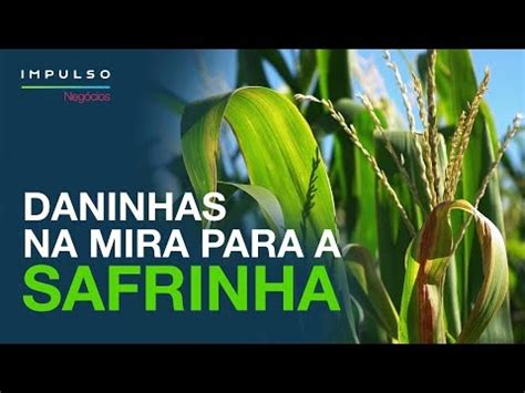 Como Fazer O Manejo De Daninhas No Milho Safrinha Impulso Neg Cios