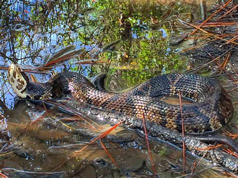 Mississippi Snakes Pictures And Identification Help