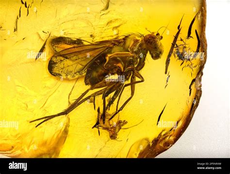 Prehistoric Fly Preserved In Baltic Amber From Lithuania Including