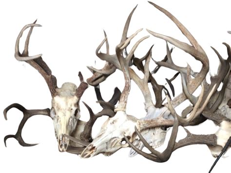 Deer Skulls By Dracoawesomeness On Deviantart