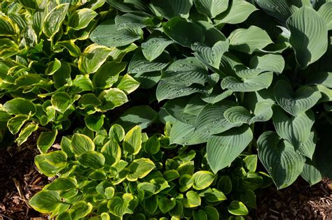 Hosta Seeds: How to Plant and Grow This Versatile Beauty - A-Z Animals