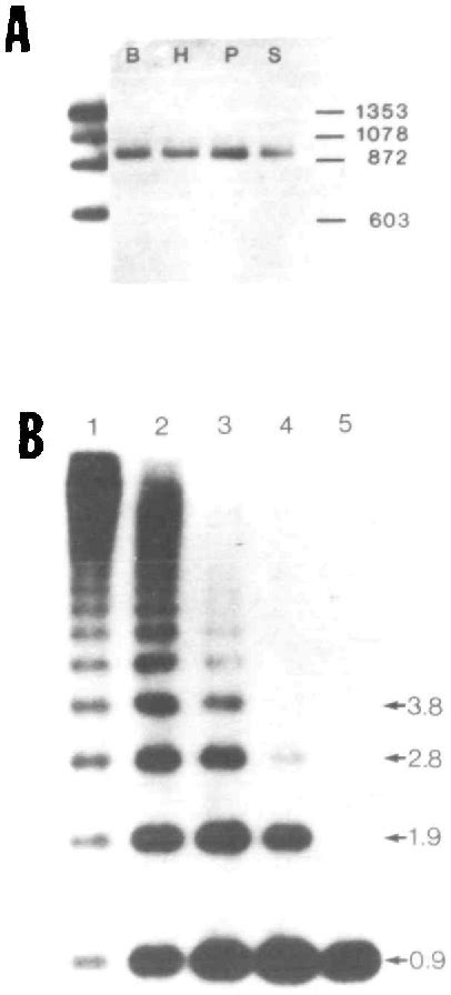 Figure From Apparent Generation Of A Segmented Mrna From Two Separate