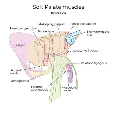 Gross Anatomy Glossary: Soft Palate | ditki medical & biological sciences