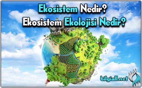 Ekosistem Nedir Ekosistem Ekolojisi Nedir