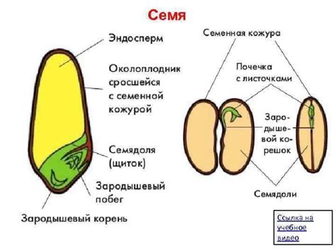 Строение семени однодольного растения