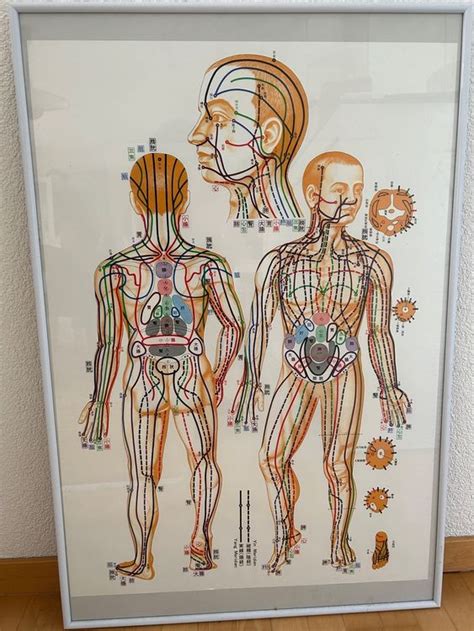 Shiatsu Meridian Poster Kaufen Auf Ricardo